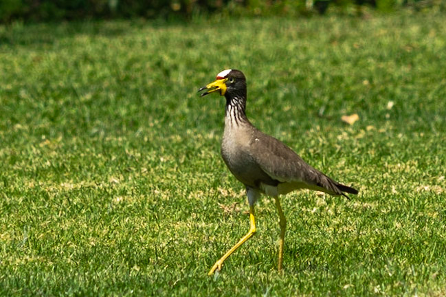 African Wattled Lapwing