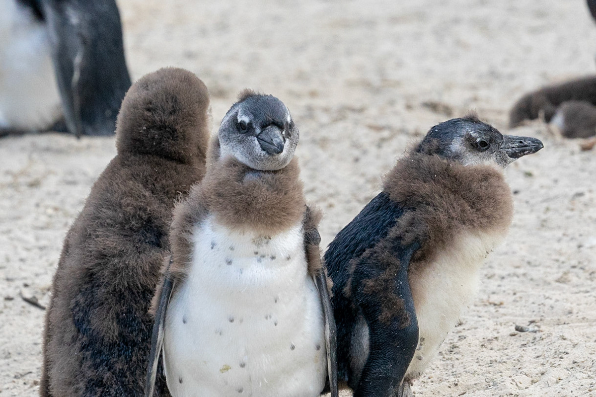 African Penguin young'uns