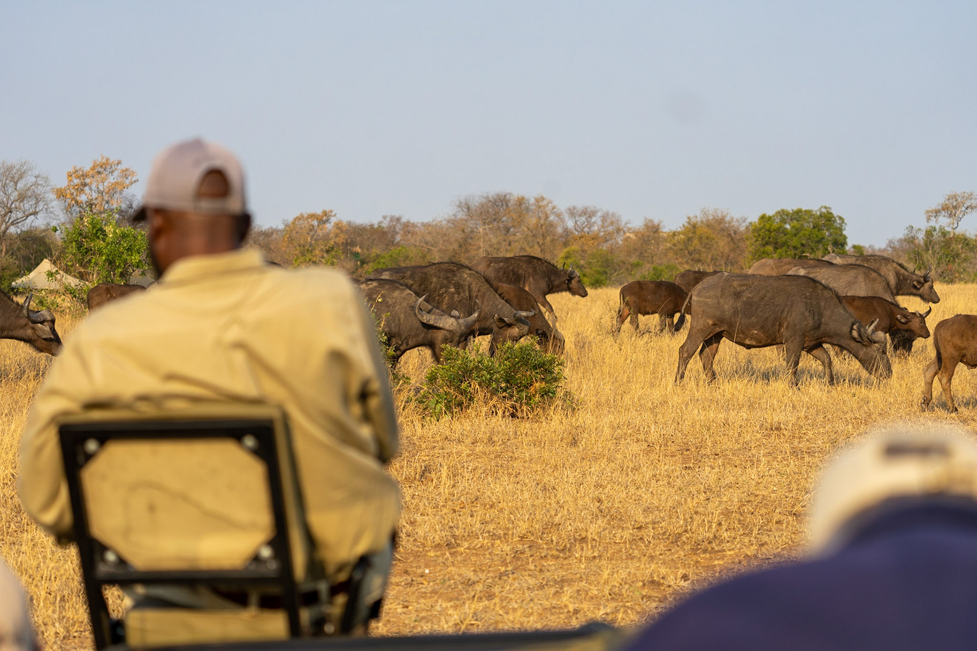 The herd before the scuffle with the lion pride.