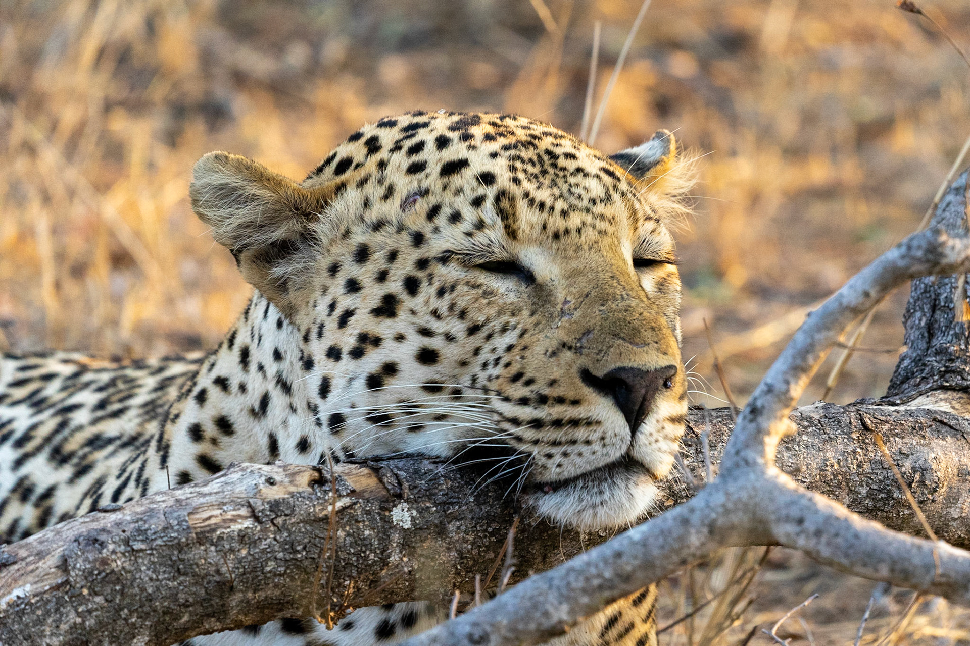 Leopardess resting on a log pillow