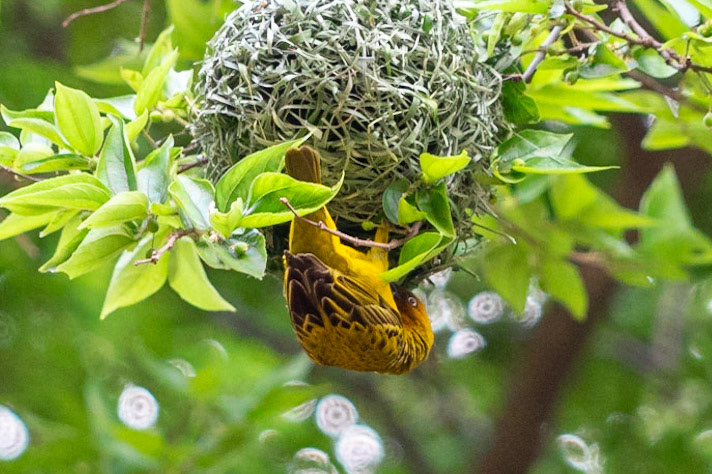 Cape Weaver