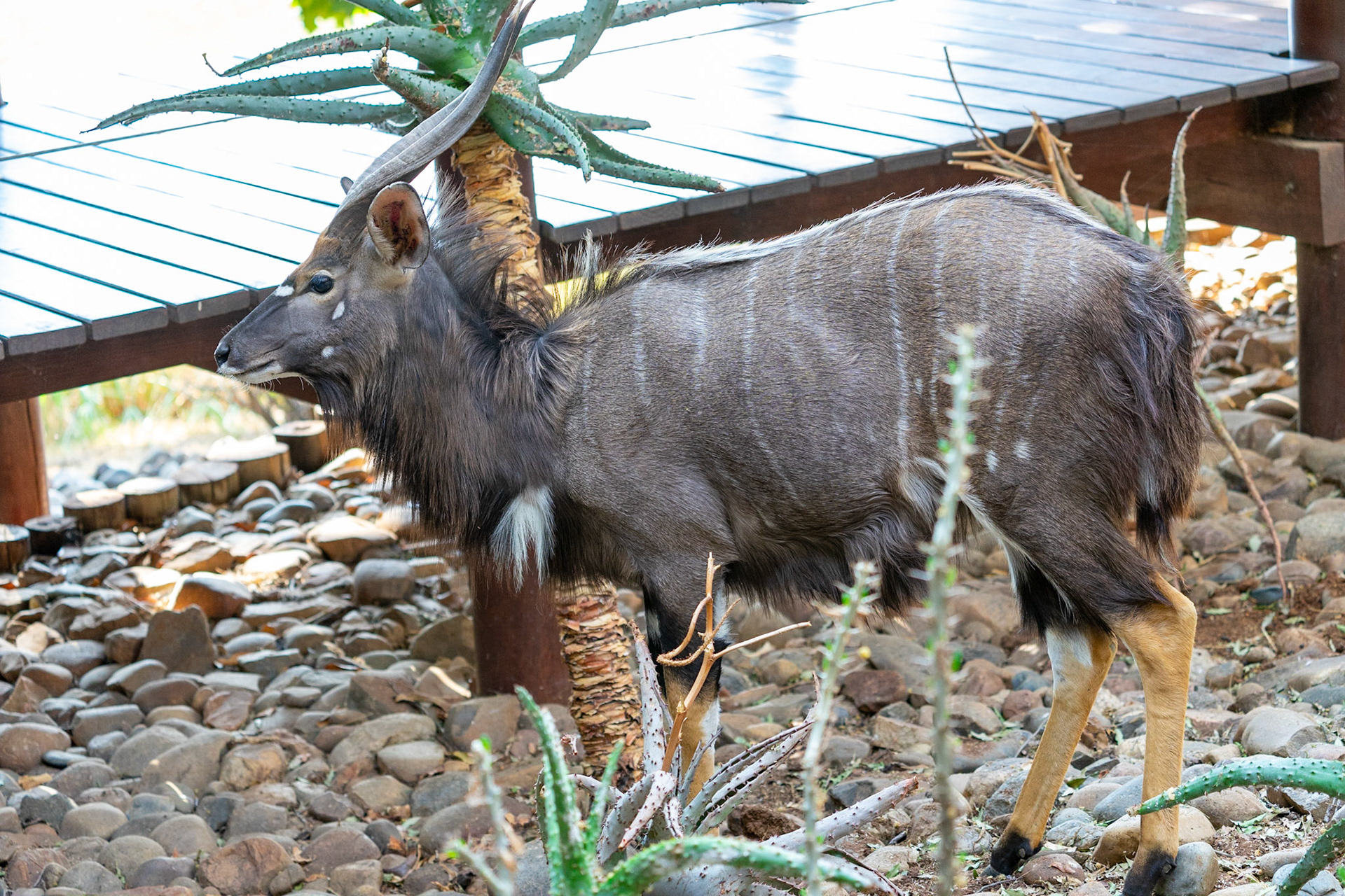 Nyala at Thornybush