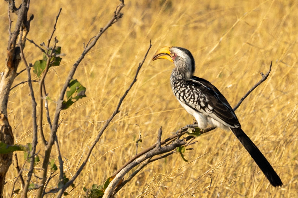 Southern Yellow-billed Hornbill 