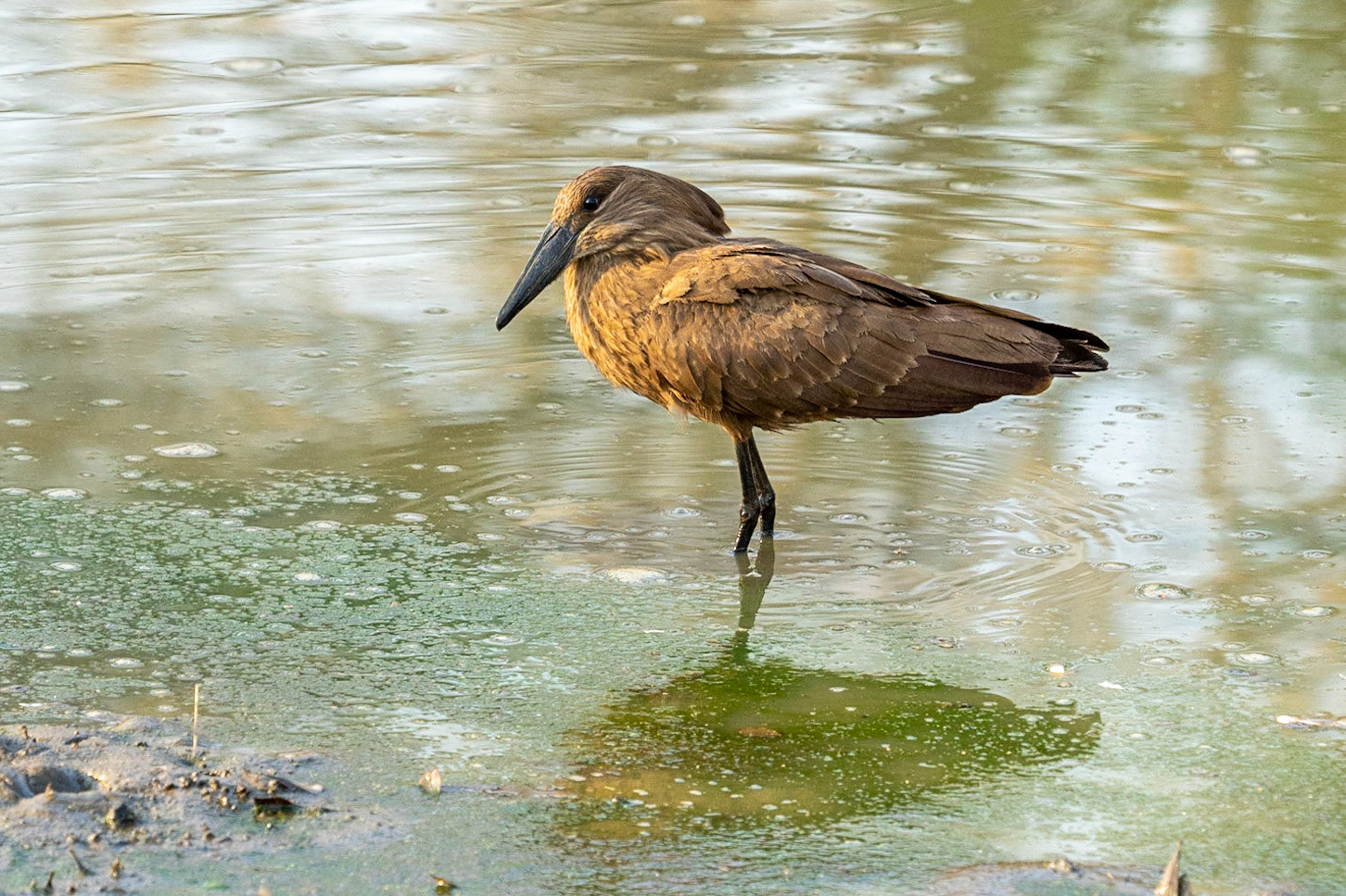Hammerkop