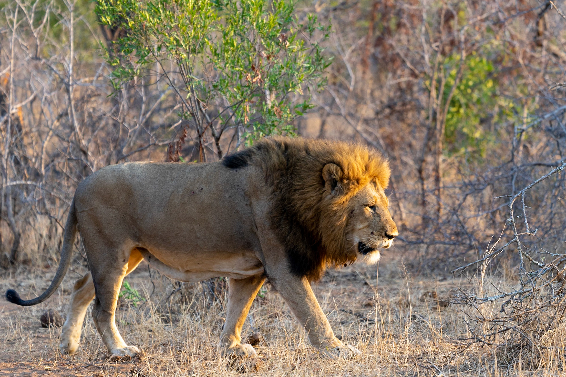 Dad's not happy the boys didn't get a buffalo.