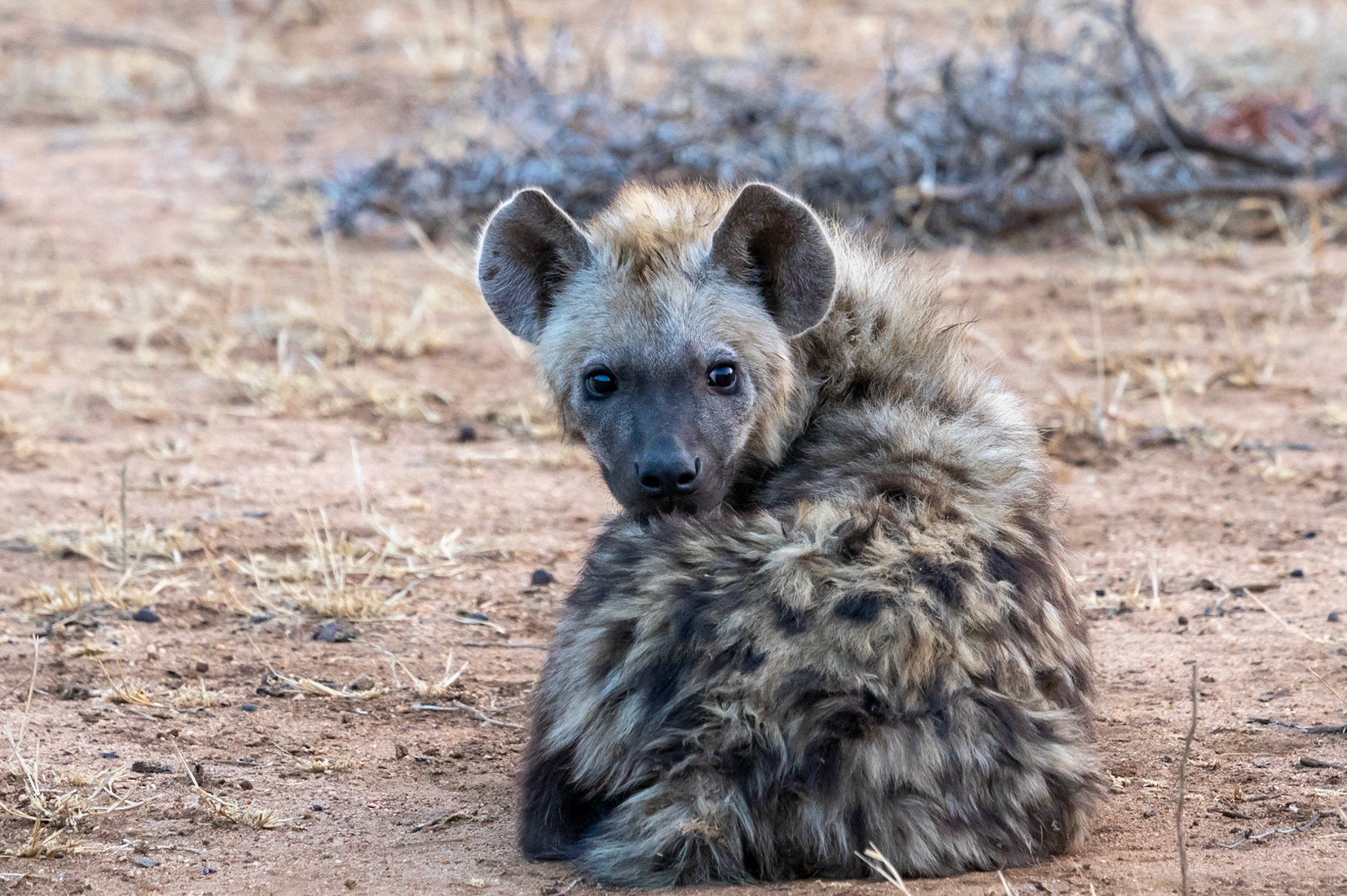 Hyena