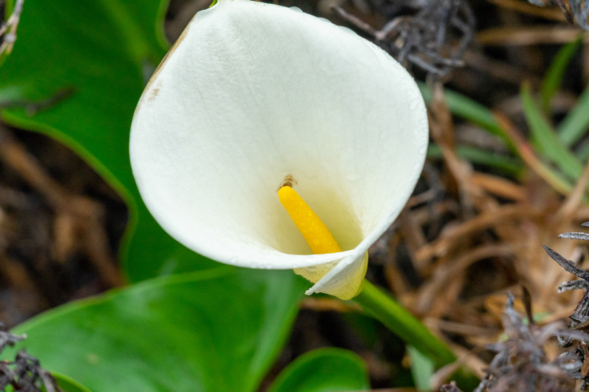 Calla lily