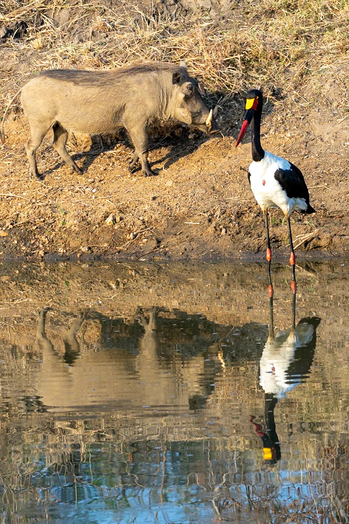 Stork and warthog