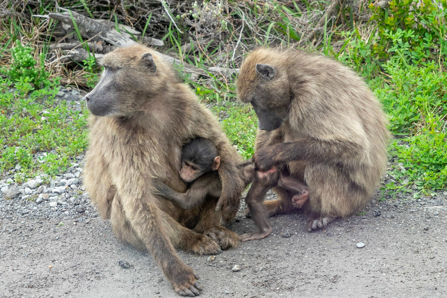 Baboons with baby