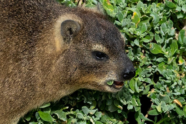 Rock Hyrax