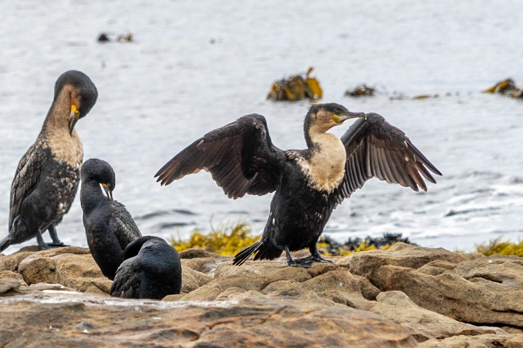 White-breasted Cormorant