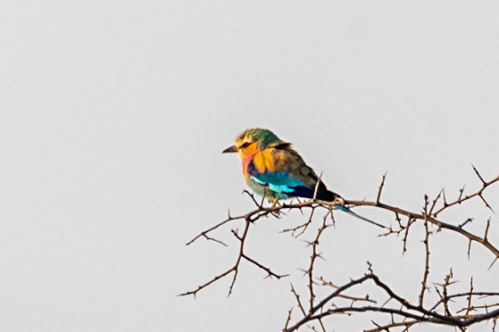 Lilac-breasted Roller