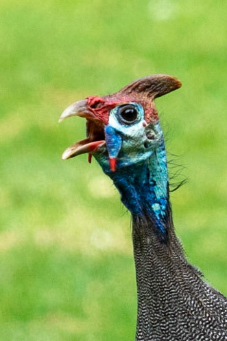 Helmeted Guineafowl