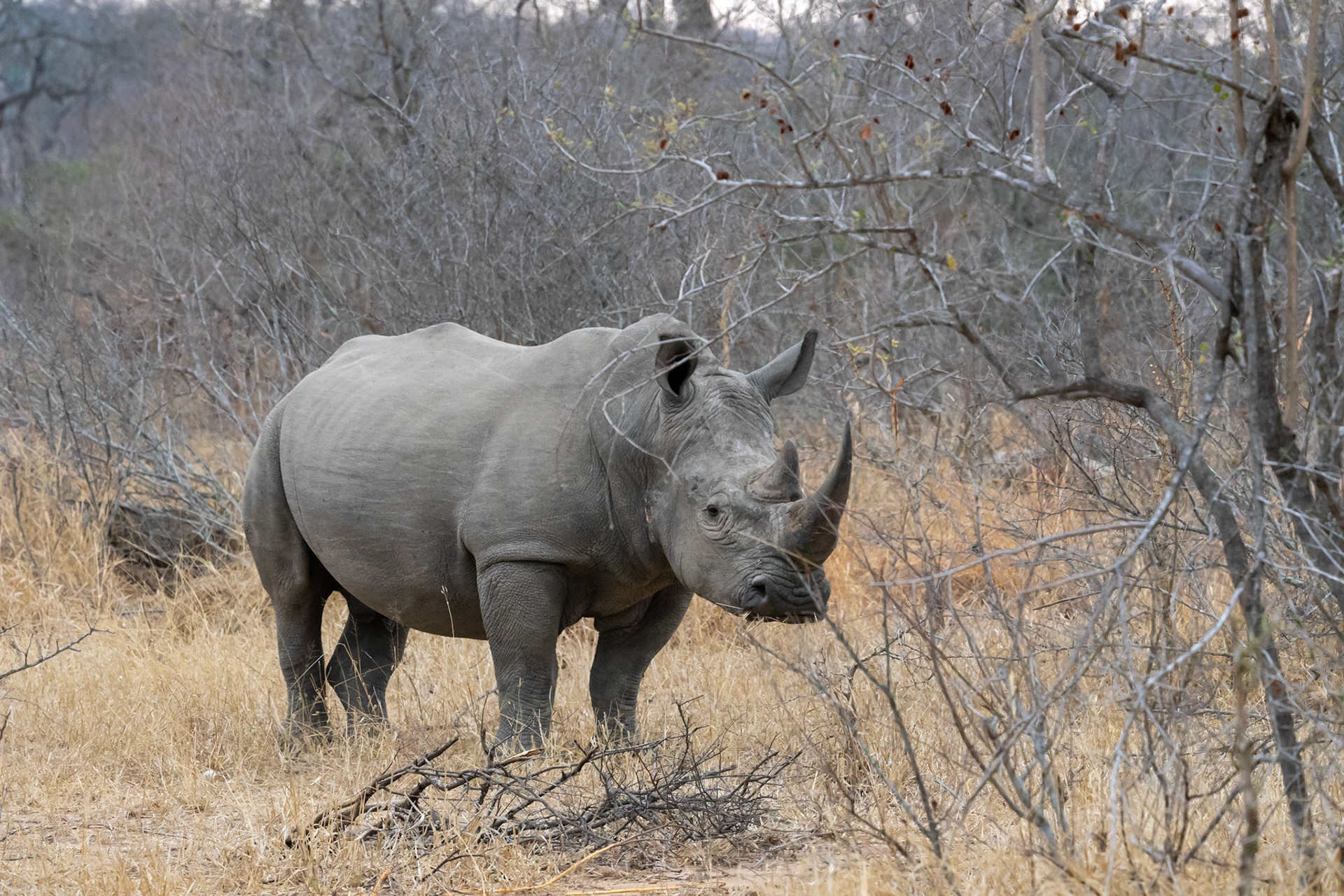 Black Rhinoceros