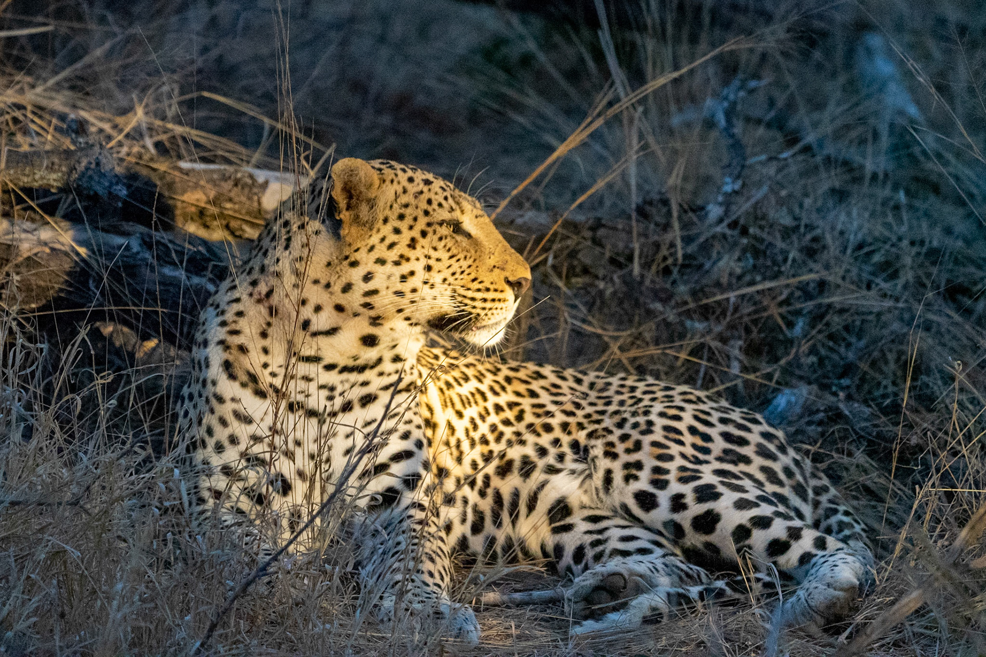 Male Leopard
