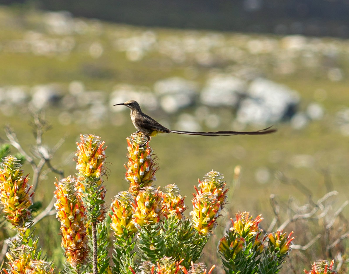 Cape Sugarbird