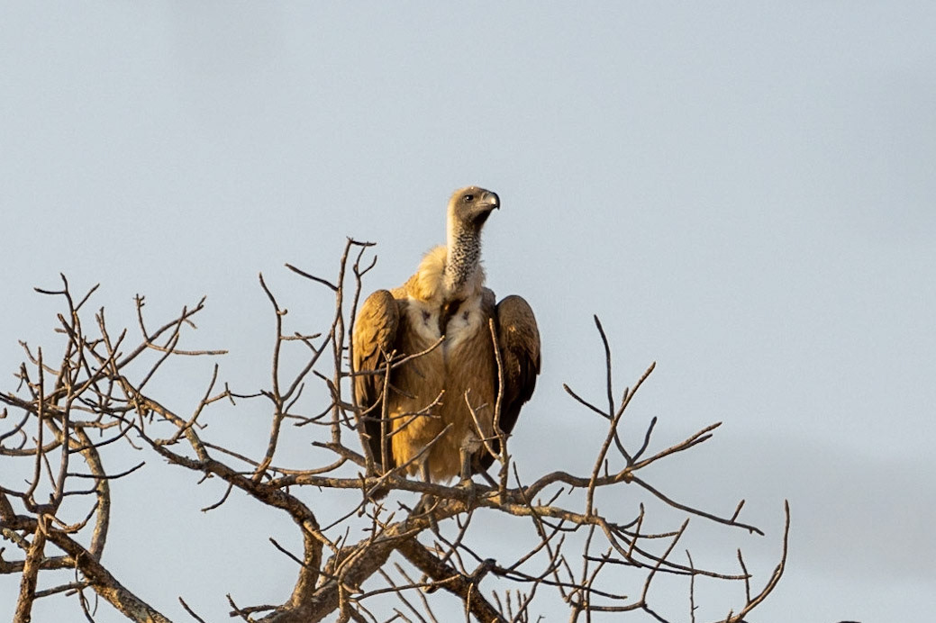 Vulture waits for scraps.