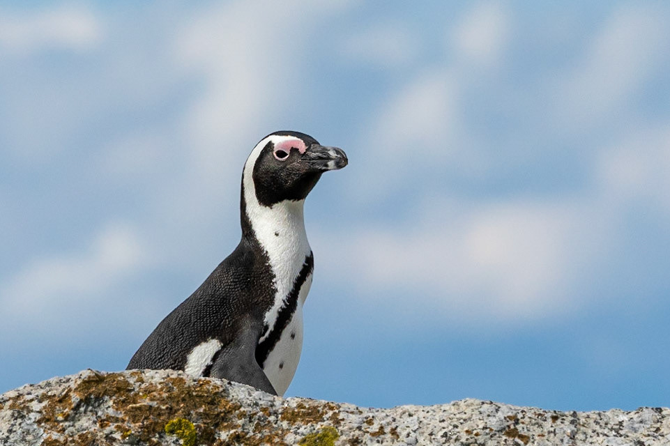 African Penguin