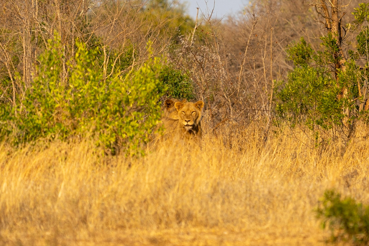 Lion lying in wait.