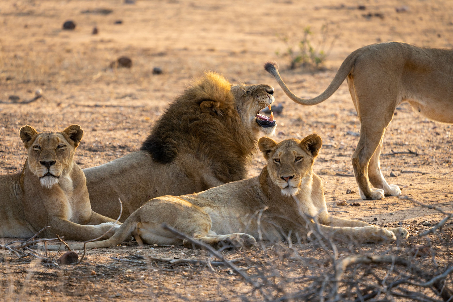 Male with his females