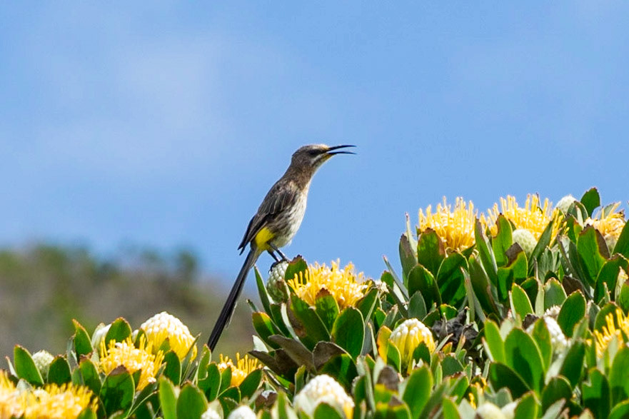 Cape Sugarbird