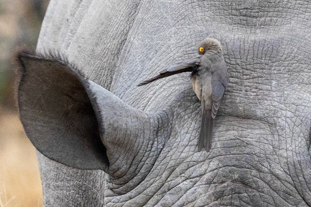 Oxpecker keeps rhino clean
