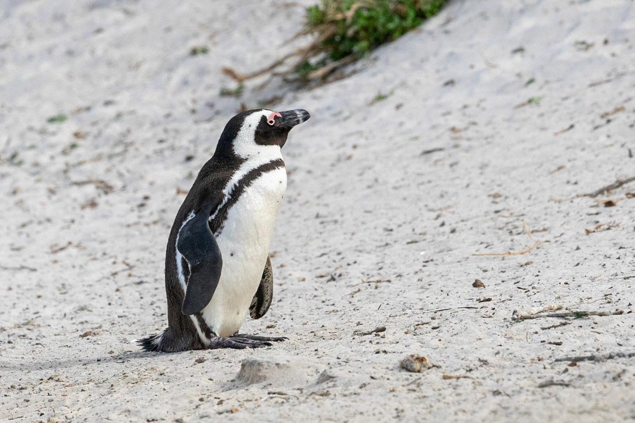 African Penguin
