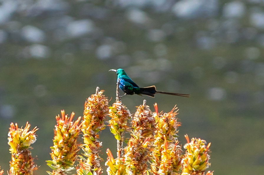 Malachite Sunbird