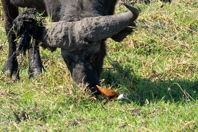 Cape buffalo with a Jacana