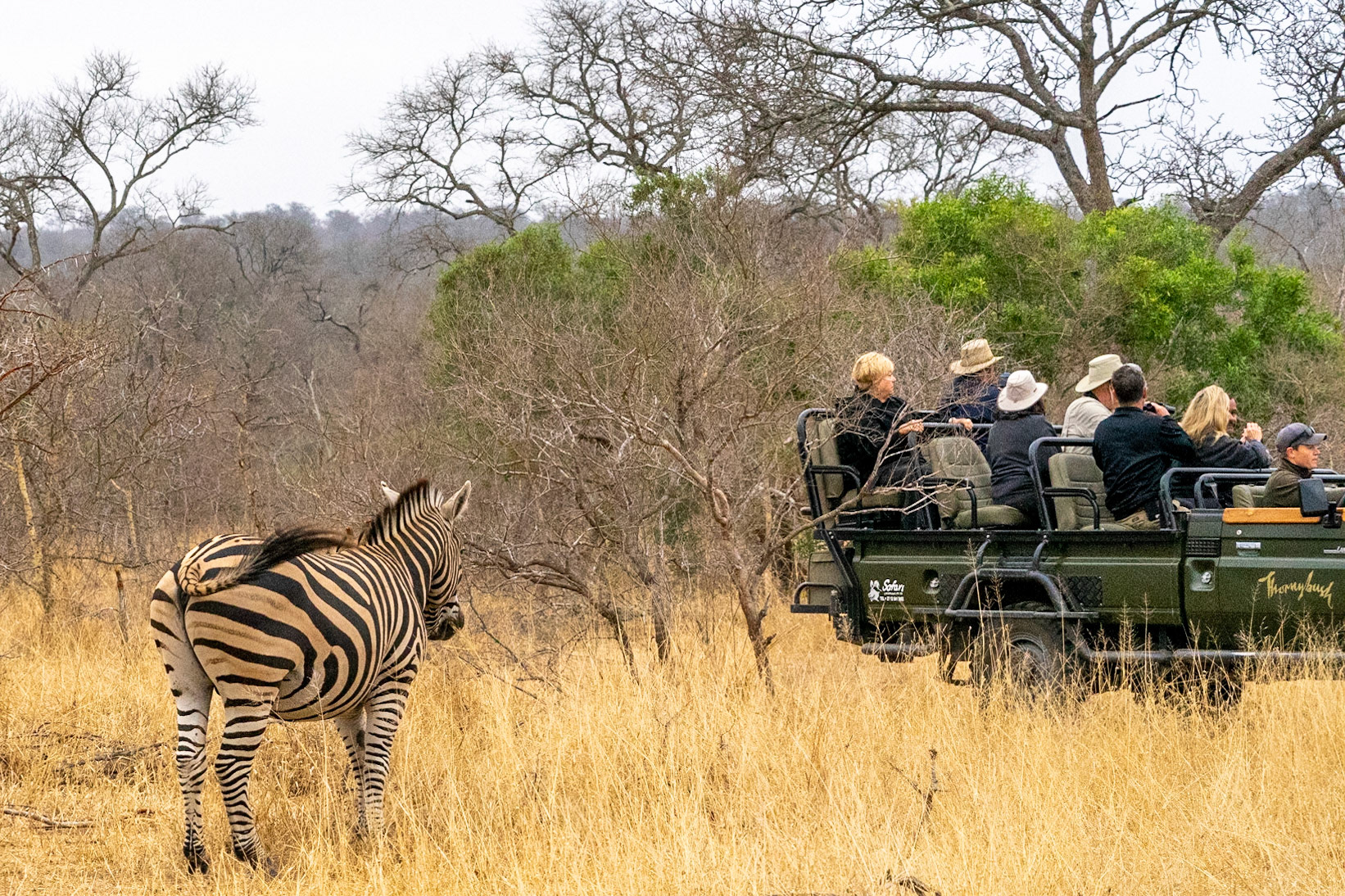Zebra thinking "Keeping the lions away?"