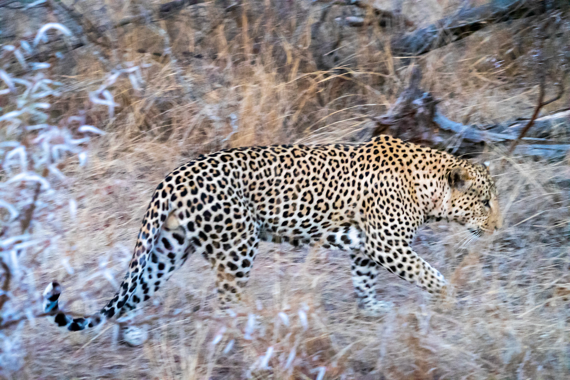 What a beautiful cat!