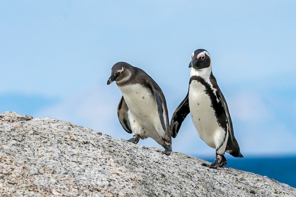 African Penguin
