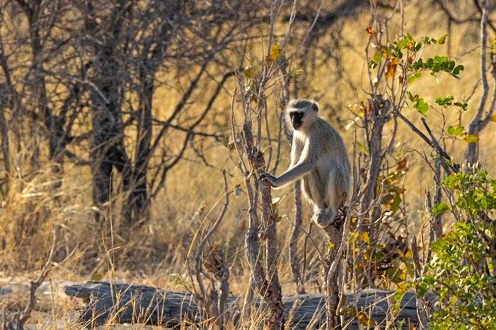 Vervet Monkey