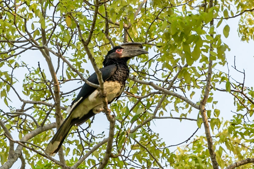 Trumpeter Hornbill