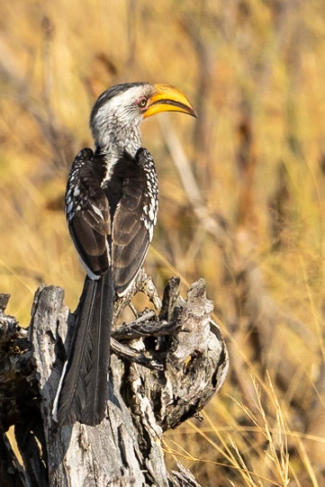 S. Yellow-billed Hornbill 