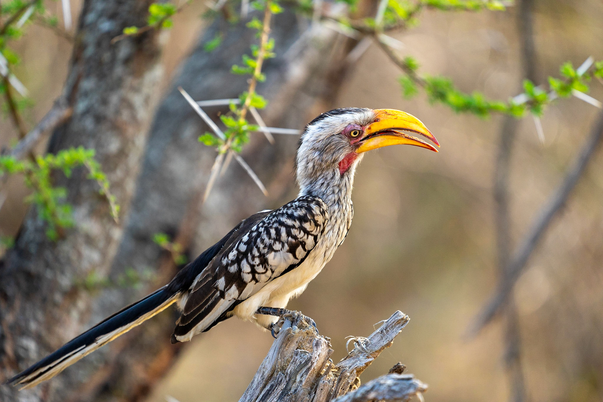 Zazu - Southern Yellow-billed Hornbill