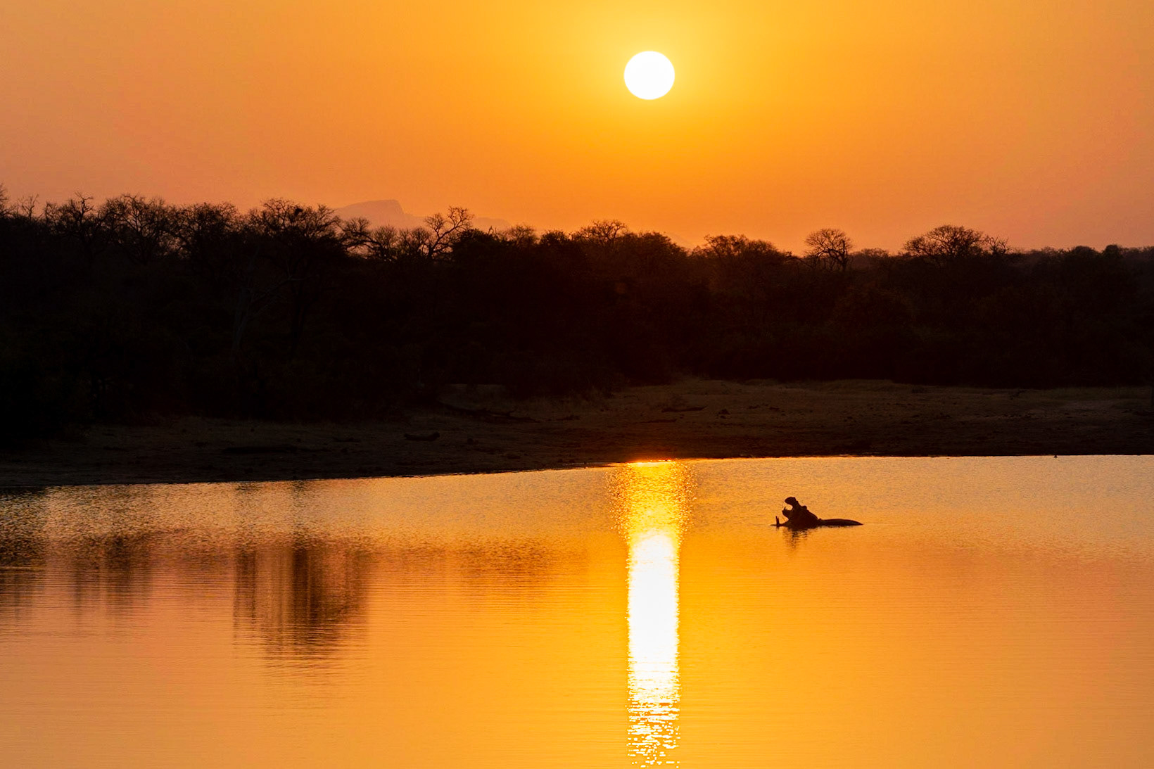 Morning with the hippo