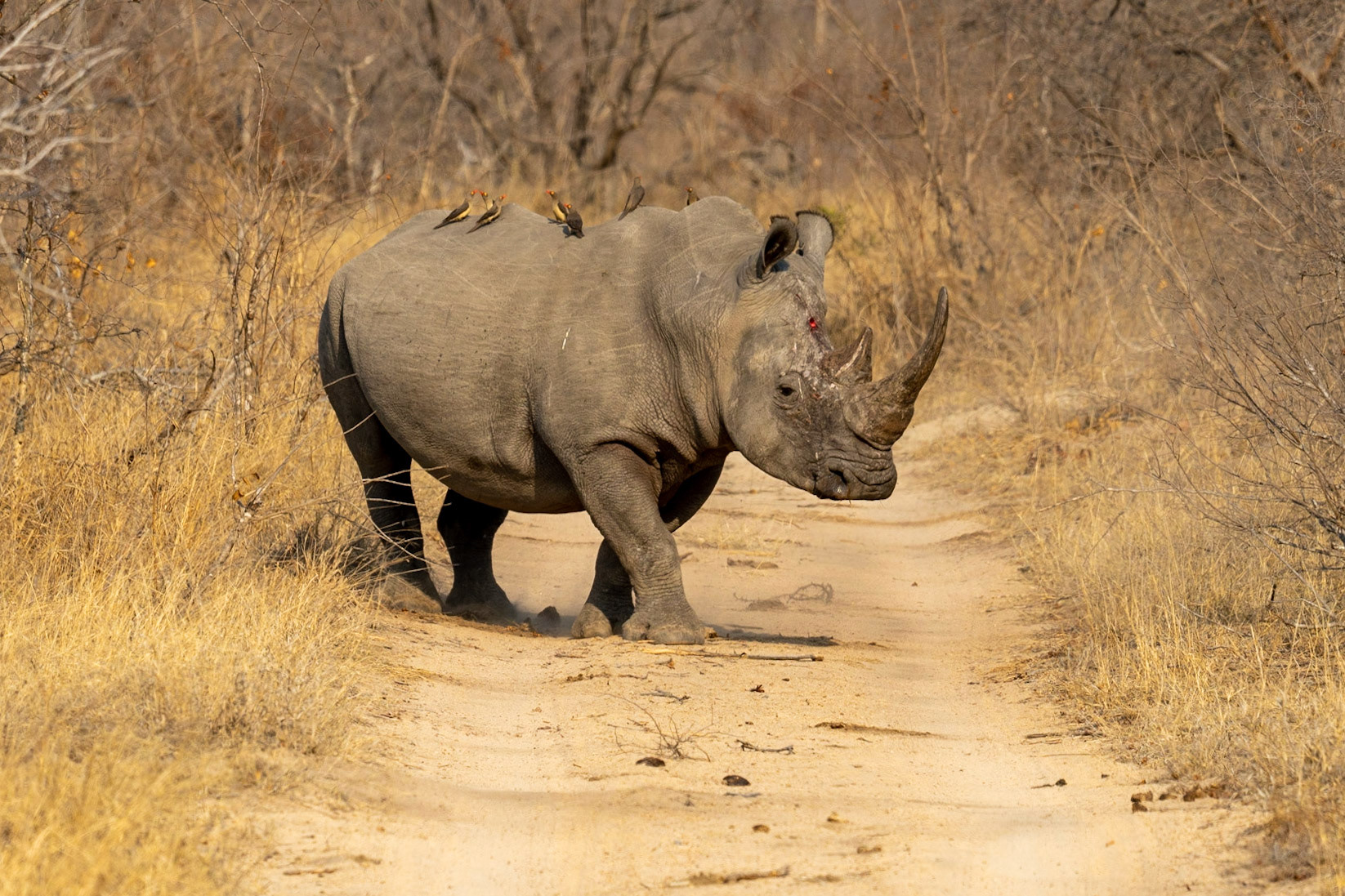 Back Rhino male after losing a fight