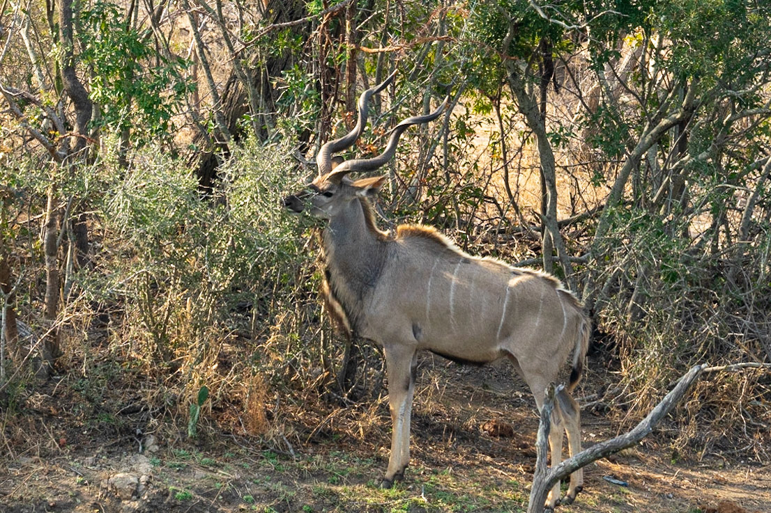 Kudu