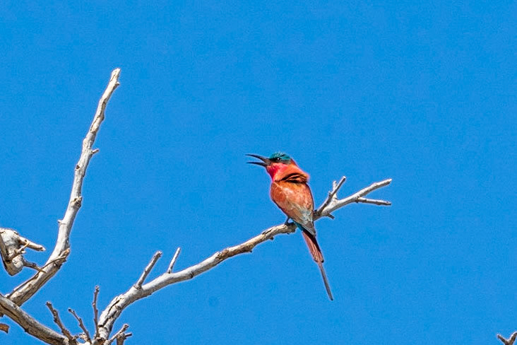 Carmine Bee Eater