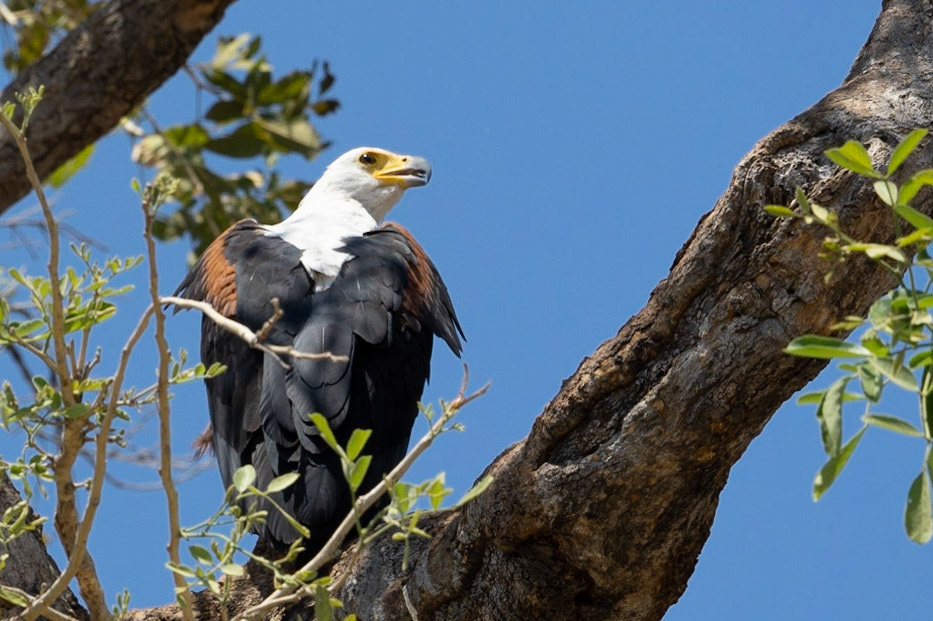 Fish Eagle
