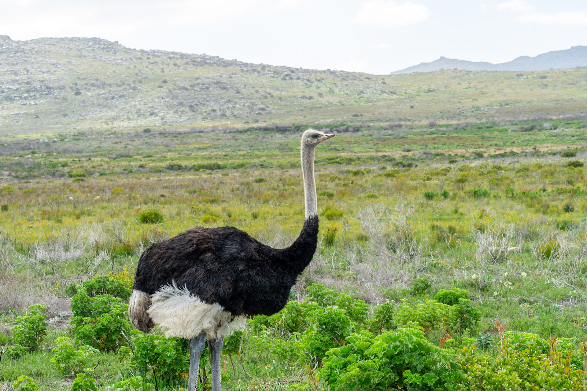 Ostrich