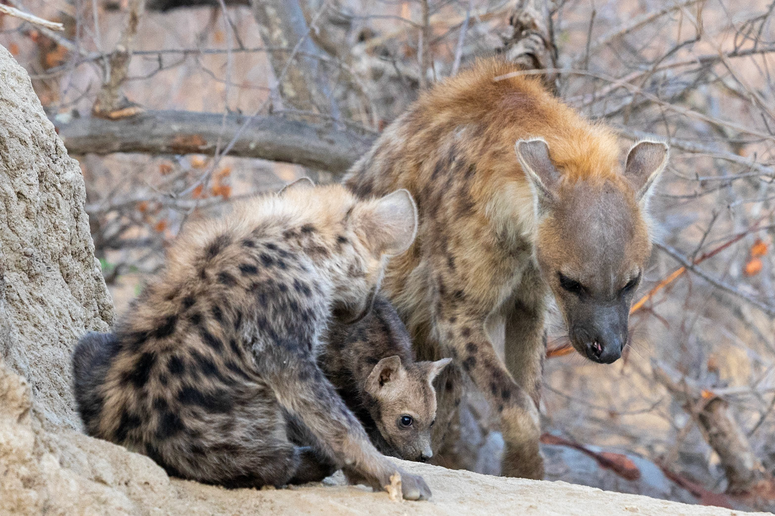 Young hyena with another female and her baby