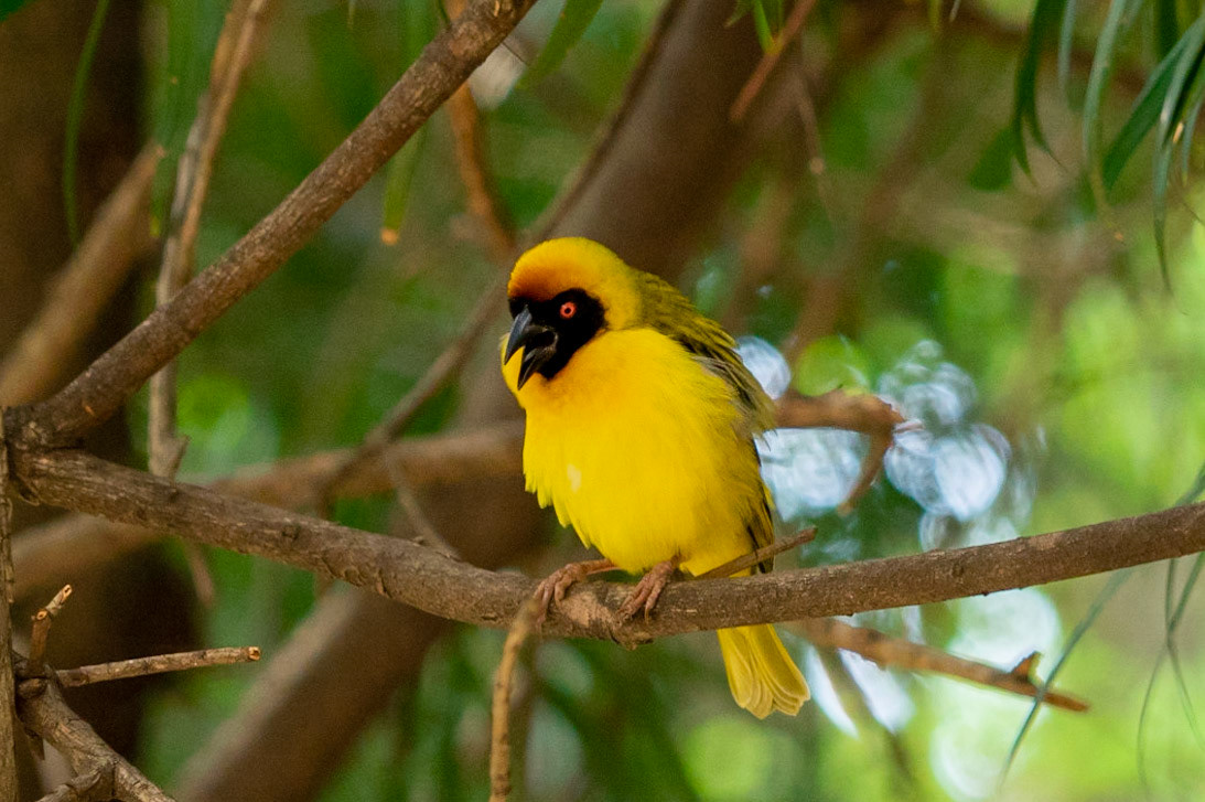 Southern-Masked Weaver