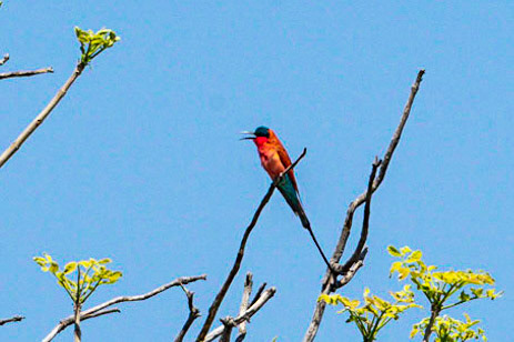 Carmine Bee Eater
