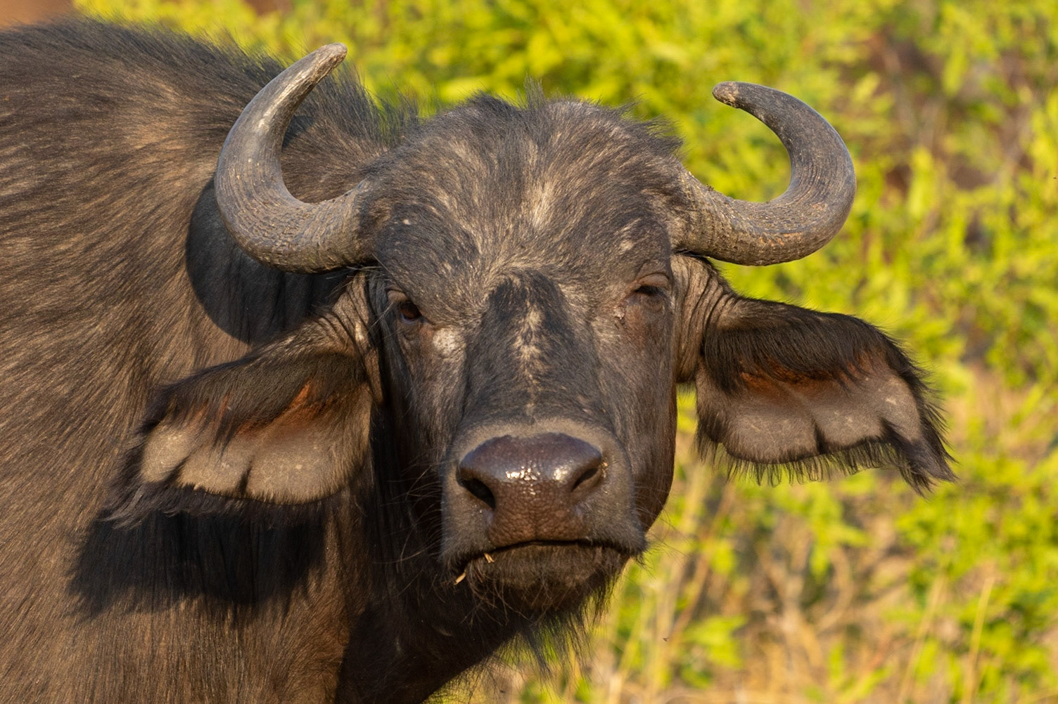 Cape buffalo