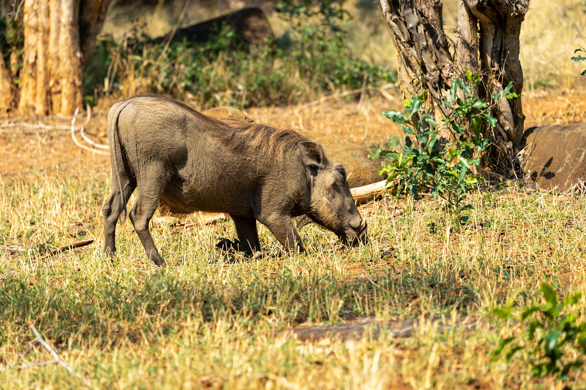 Warthog