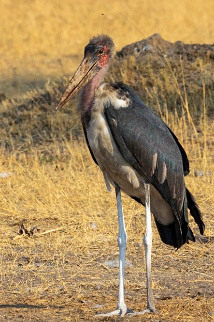 Marabou Stork