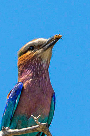 Lilac Breasted Roller