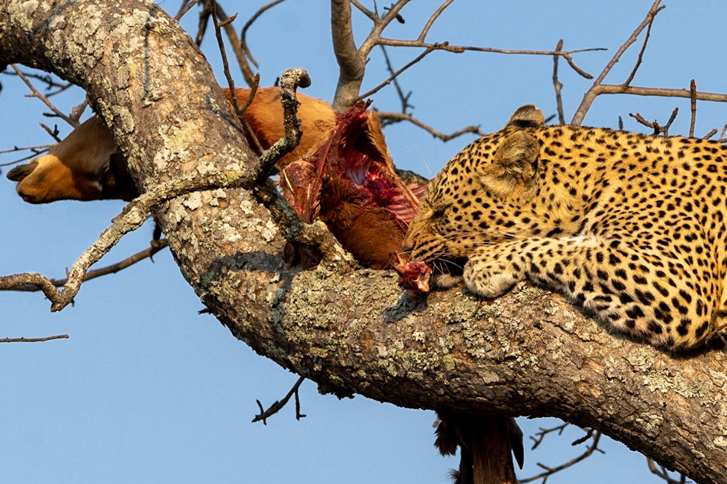 She leopard enjoys an impala.